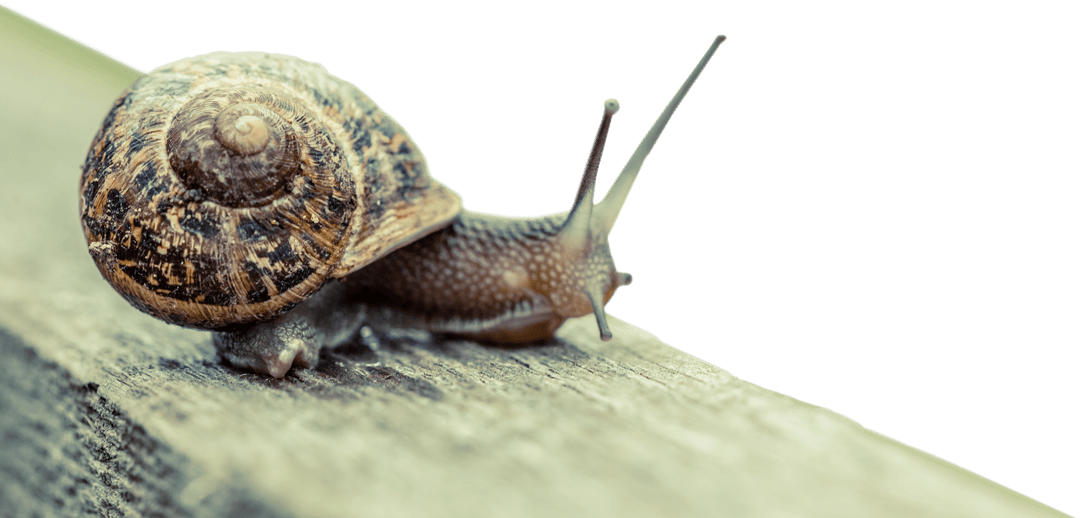 Transparent Snail on Wooden Surface in Nature