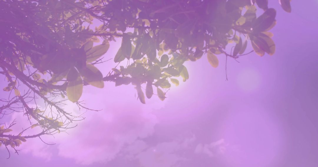 Sunlight filtering through backlit oval leaves with violet bokeh and dreamy flare