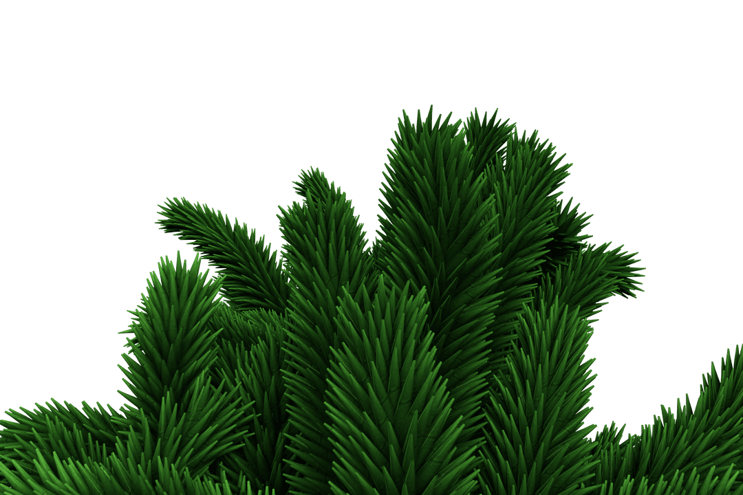Evergreen Fir Tree Branches on Transparent Background
