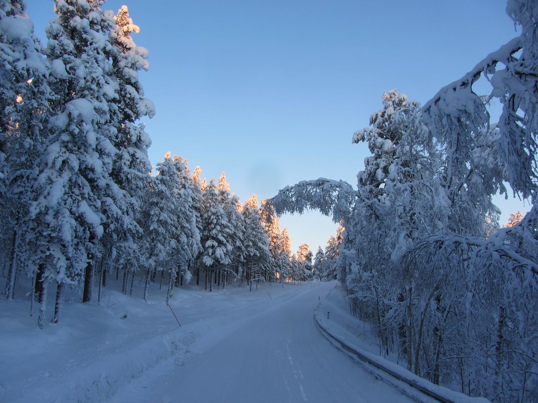 Snow-covered forest road during winter sunrise - Free Images, Stock Photos and Pictures on Pikwizard.com