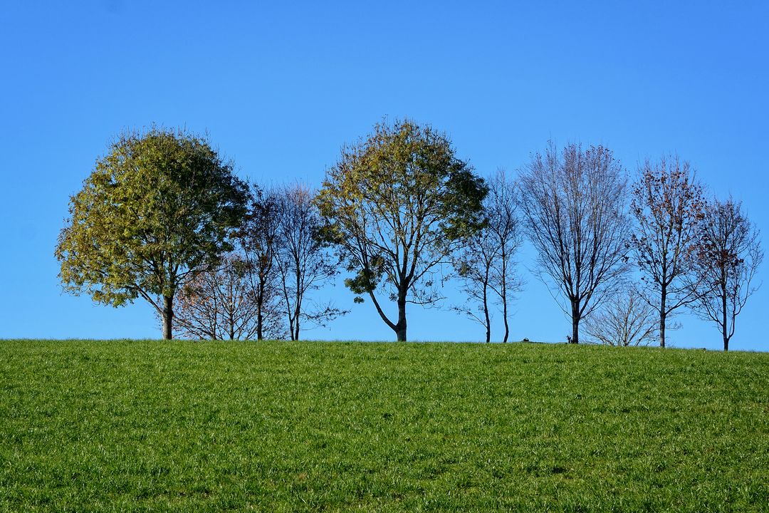 Row of Trees with Green Grass and Clear Blue Sky - Free Images, Stock Photos and Pictures on Pikwizard.com