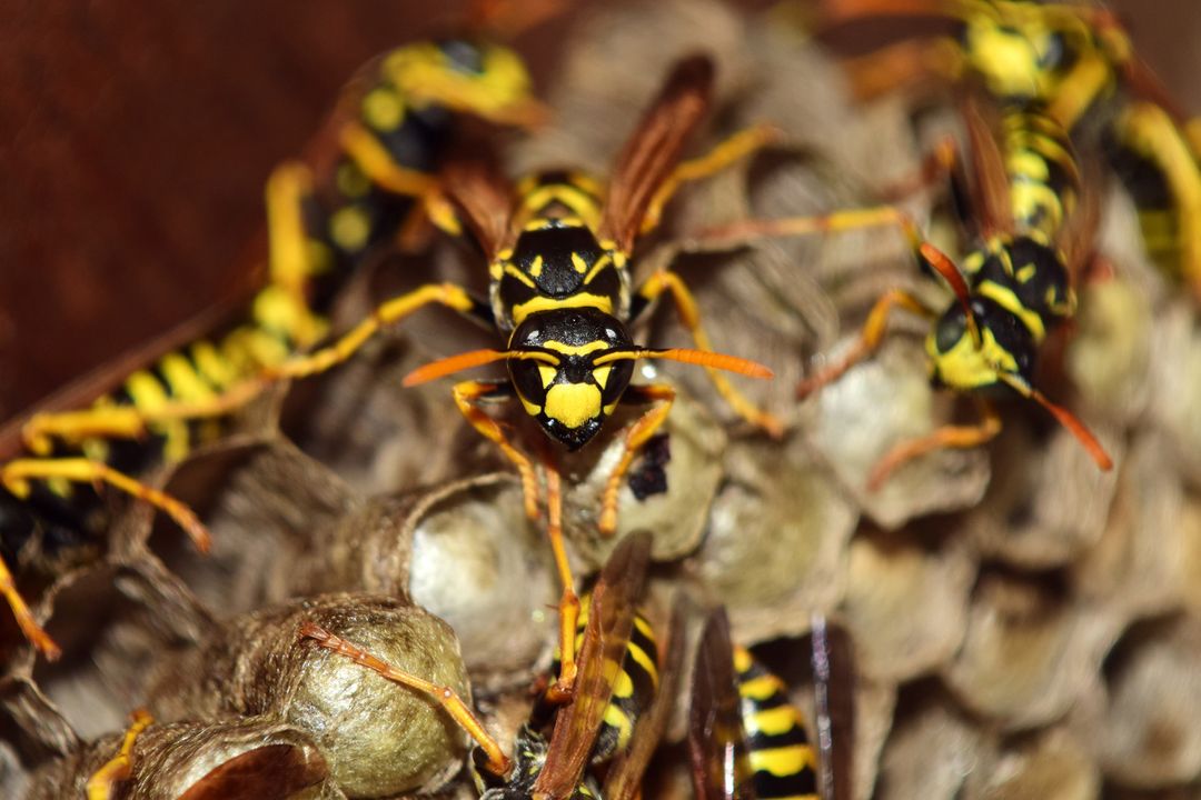 Close-up of paper wasps on wasp nest in natural habitat
