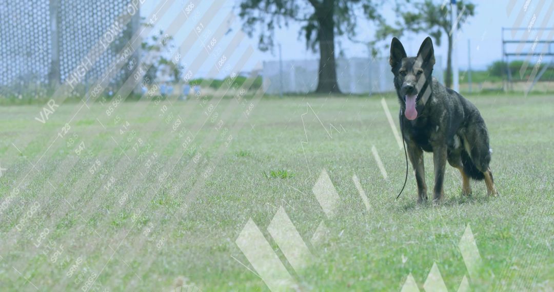 Brindle German Shepherd Standing and Panting on Park Grass with Leash and Overlays