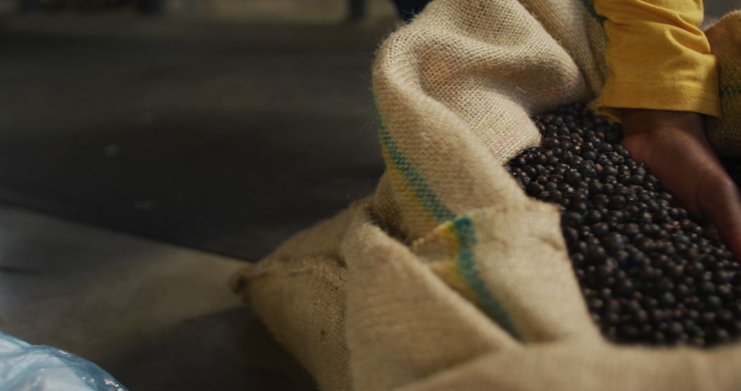 Harvester Examining Coffee Beans in Burlap Sack - Free Images, Stock Photos and Pictures on Pikwizard.com