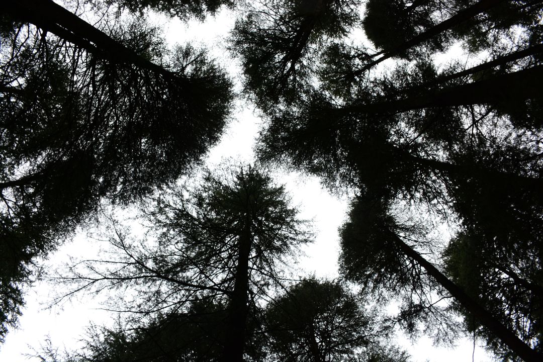 Looking Up at Forest Canopy with Tall Trees and Sky - Free Images, Stock Photos and Pictures on Pikwizard.com