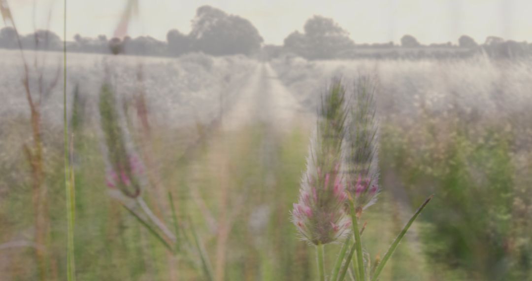Dreamy Rural Landscape Blending into Wheat Field