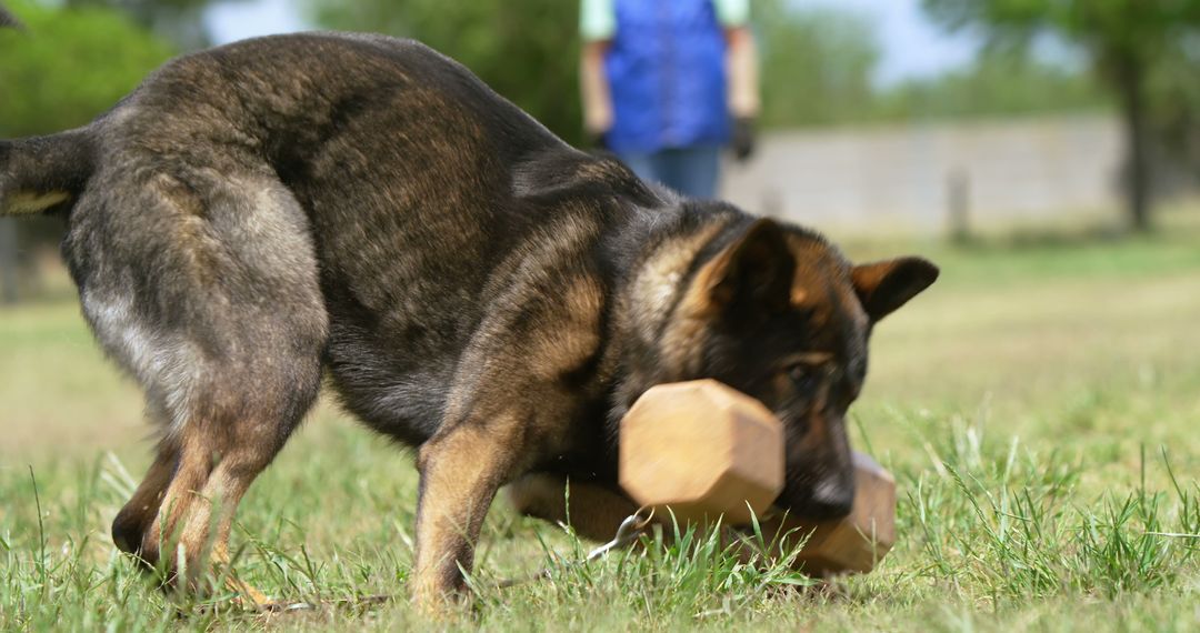 German Shepherd Training with Wooden Dumbbell in Park - Free Images, Stock Photos and Pictures on Pikwizard.com