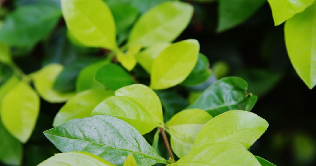 Close-up of plant leaves in greenhouse 4k - Free Images, Stock Photos and Pictures on Pikwizard.com