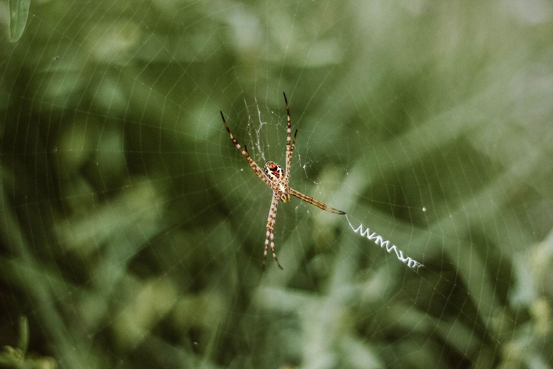 Striped Garden Spider on Orb Web with Zigzag Stabilimentum Macro Nature Closeup