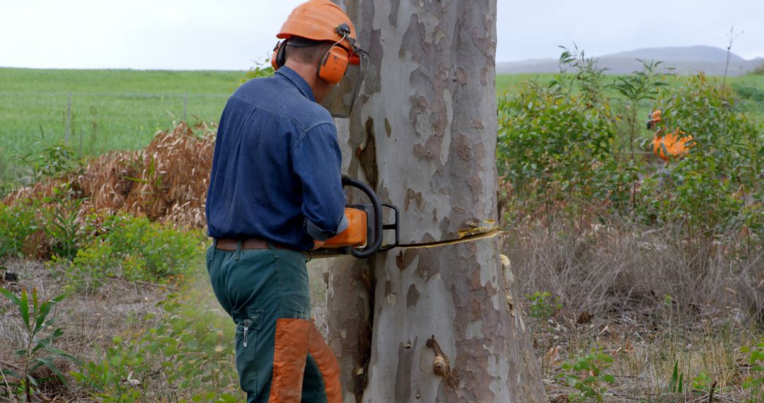 Lumberjack Cutting Tree with Chainsaw in Forested Area - Free Images, Stock Photos and Pictures on Pikwizard.com