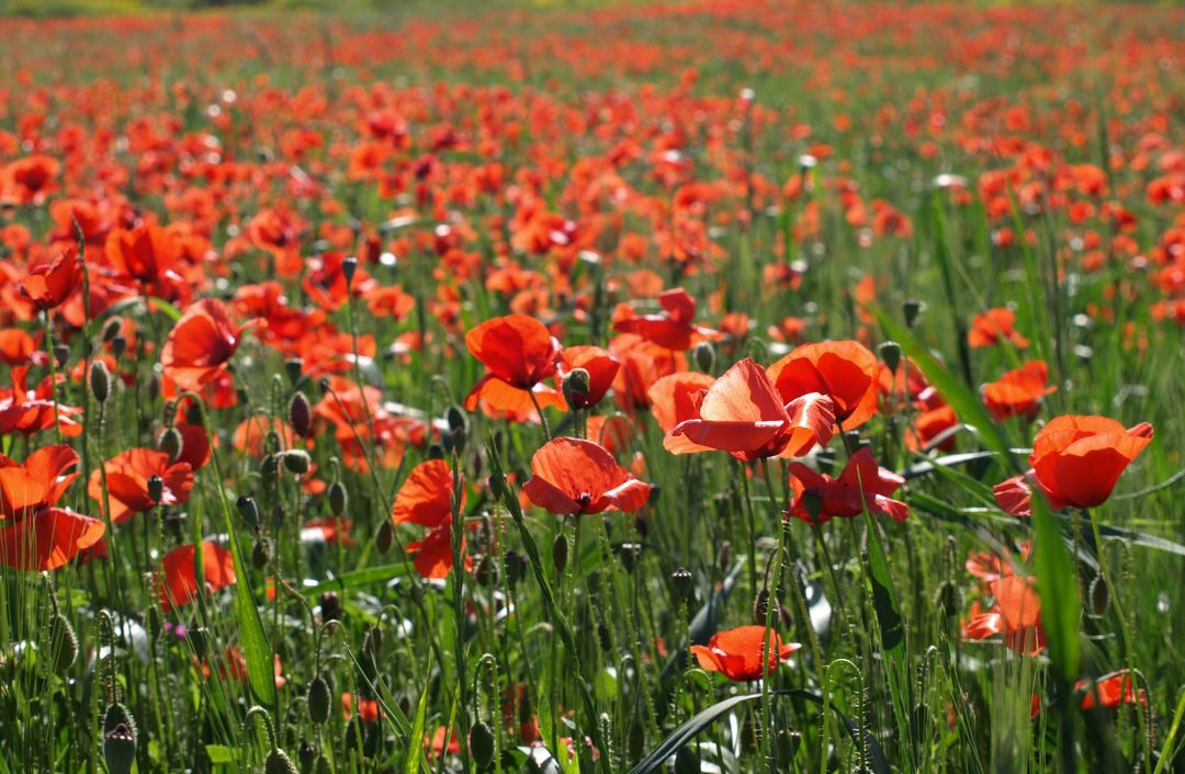Red Flower Field - Free Images, Stock Photos and Pictures on Pikwizard.com