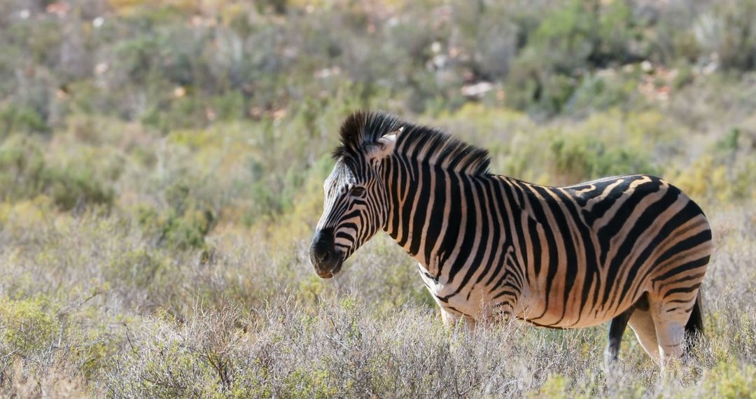 Zebra Grazing in Natural Habitat on Sunny Day - Free Images, Stock Photos and Pictures on Pikwizard.com