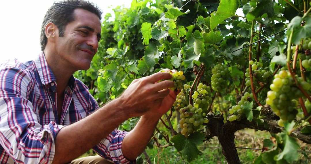 Male Farmer Harvesting Grapes at Vineyard - Free Images, Stock Photos and Pictures on Pikwizard.com