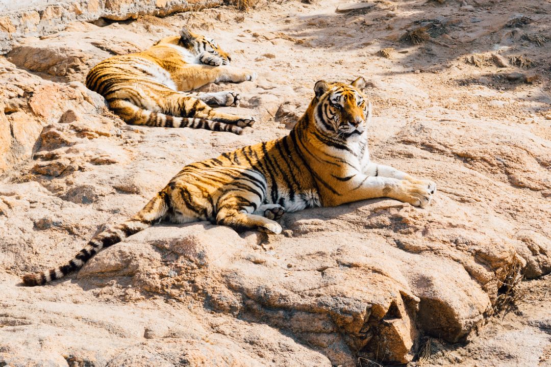 Two Bengal Tigers Resting on Rocks in Natural Habitat - Free Images, Stock Photos and Pictures on Pikwizard.com