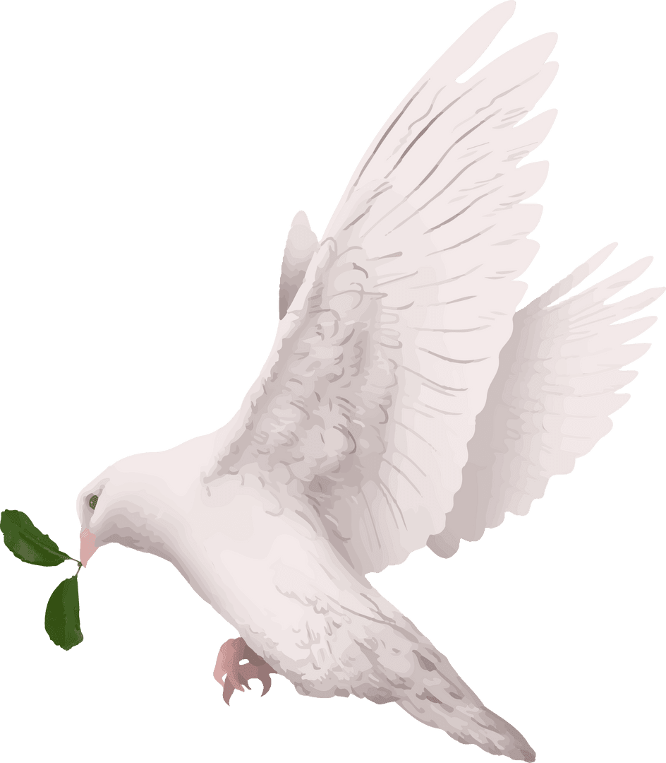 White Dove with Olive Branch on Transparent Background Vector