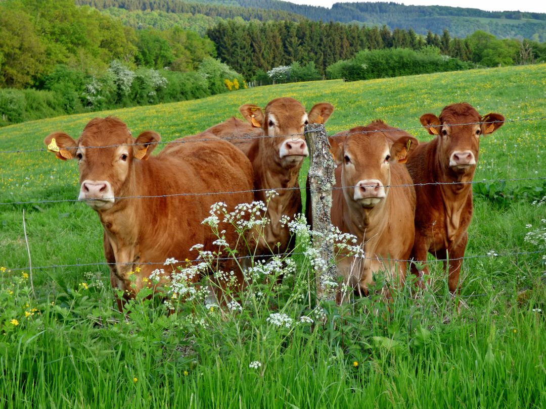 Group of Brown Cows Behind Fence in Green Pasture - Free Images, Stock Photos and Pictures on Pikwizard.com