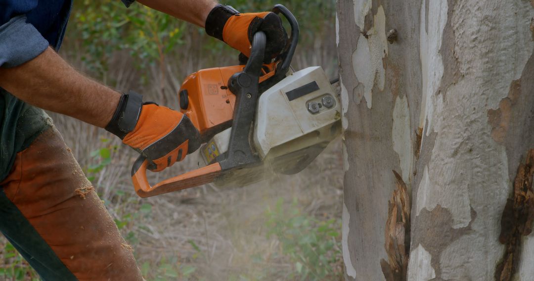 Chainsaw Cutting Tree Trunk with High-Impact Action and Sawdust - Free Images, Stock Photos and Pictures on Pikwizard.com