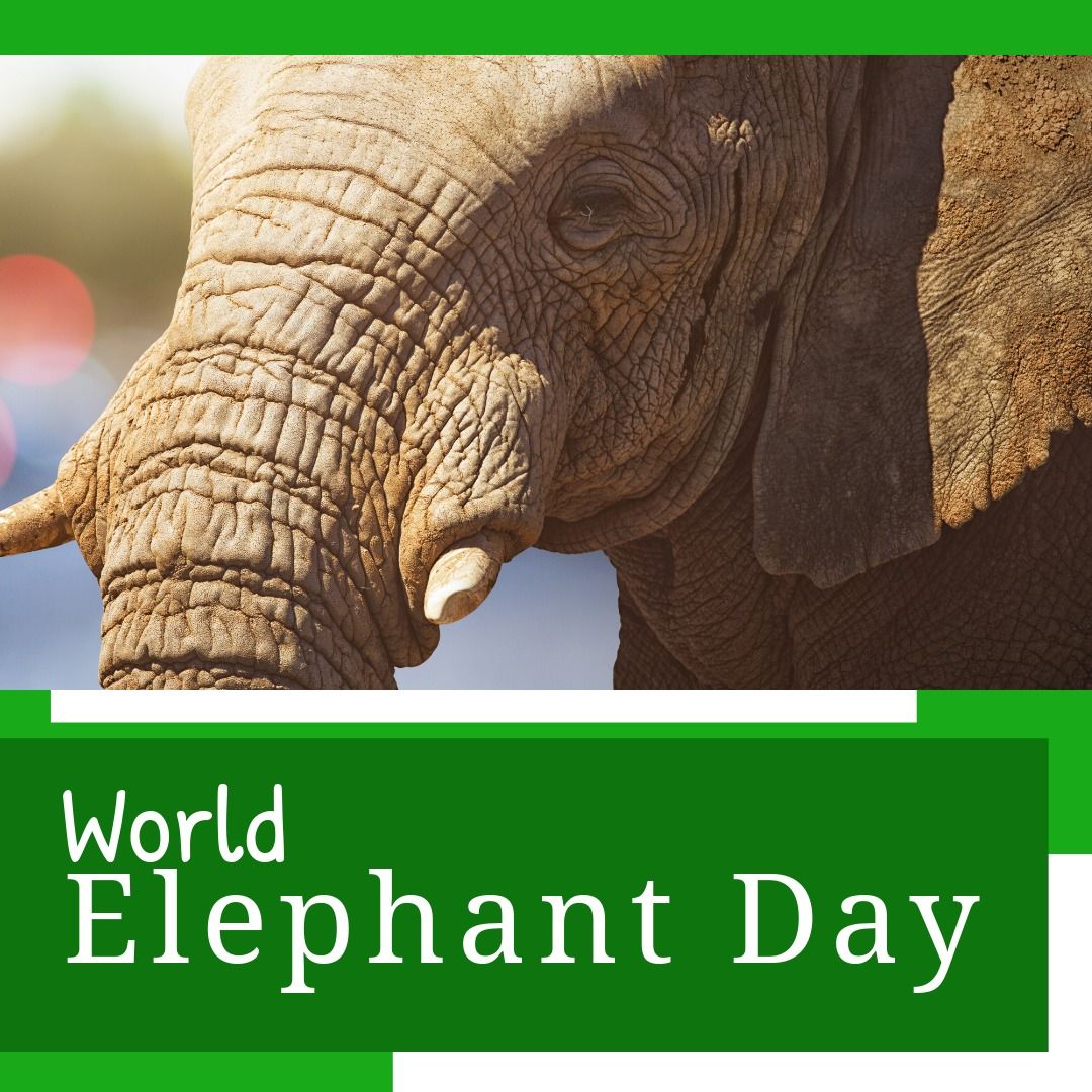 Digital composite image of close-up of elephant and world elephant day text on green background - Download Free Stock Templates Pikwizard.com