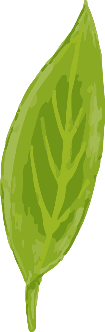 Green Transparent Leaf Flat Design with Veinlet Detailing