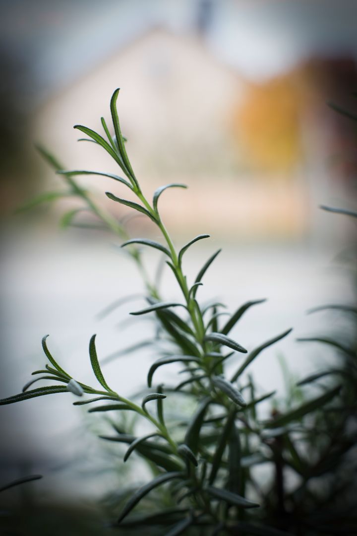 Close-Up of Rosemary Plant with Blurred Background - Free Images, Stock Photos and Pictures on Pikwizard.com