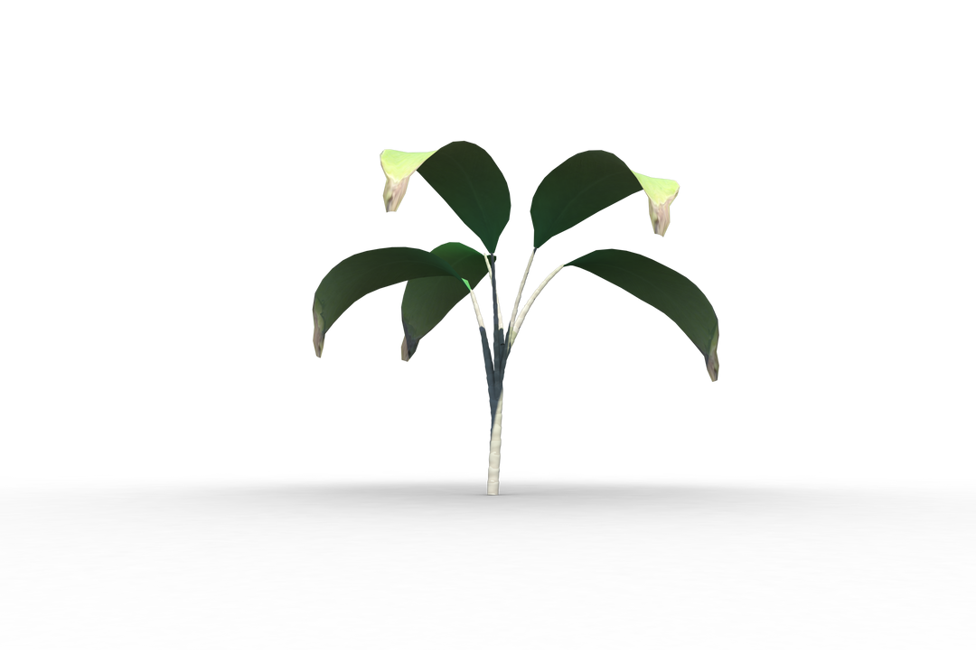 Transparent Seedling with Leaves and Blossoms, Isolated Green Plant PNG - Download Free Stock Images Pikwizard.com