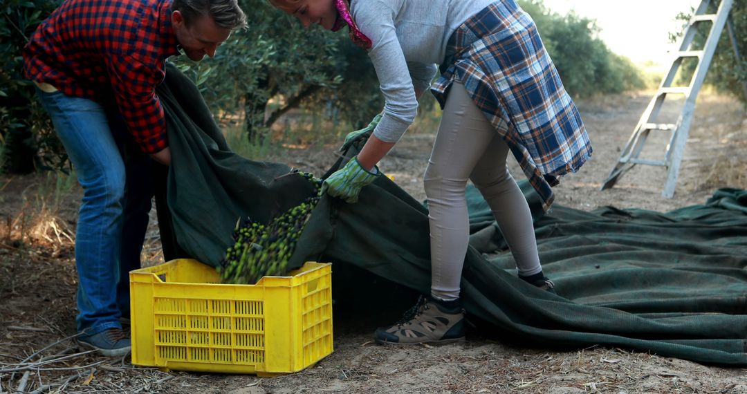 Olive Harvesting Tradition in an Orchard with Teamwork