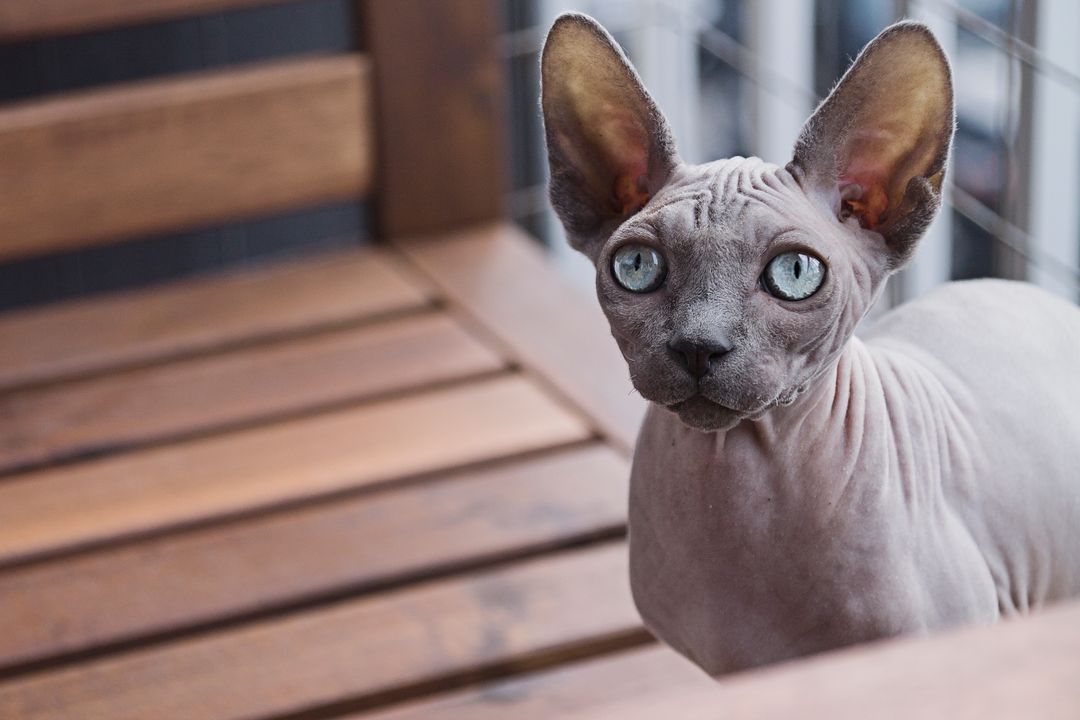 Hairless Sphynx Cat with Blue Eyes Sitting on Wooden Bench - Free Images, Stock Photos and Pictures on Pikwizard.com