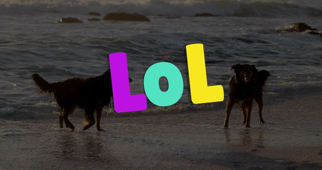 Two Dogs Playing on Beach with 'Lol' Graphic