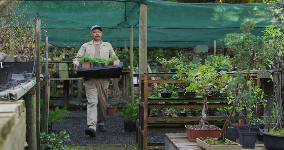 Gardener Arranging Potted Plants in Greenhouse - Free Images, Stock Photos and Pictures on Pikwizard.com