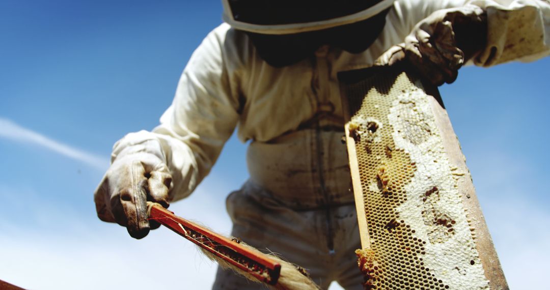 Beekeeper Inspecting Honeycomb on Sunny Day - Free Images, Stock Photos and Pictures on Pikwizard.com