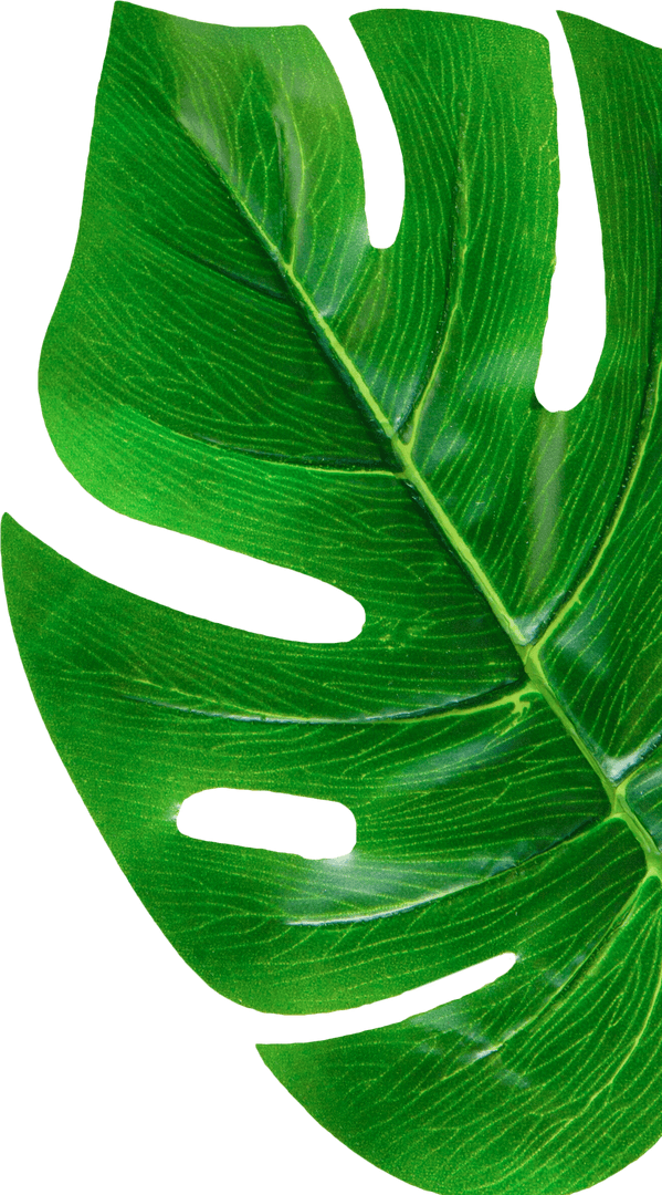 Vibrant Green Tropical Leaf on Transparent Background