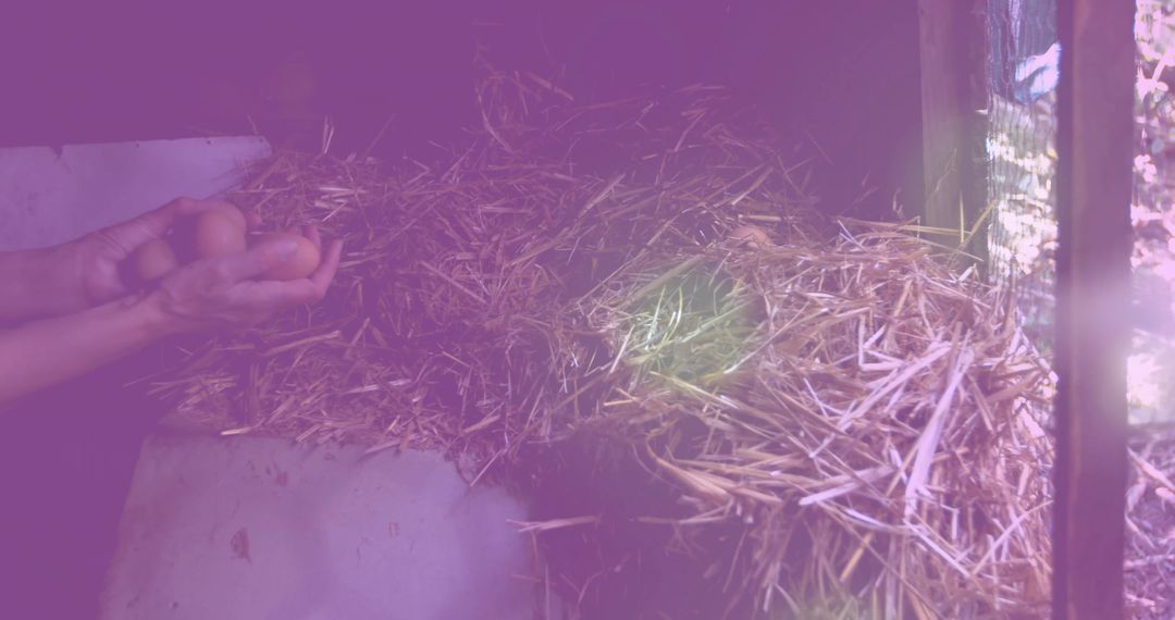 Gathering Eggs in Rustic Chicken Coop