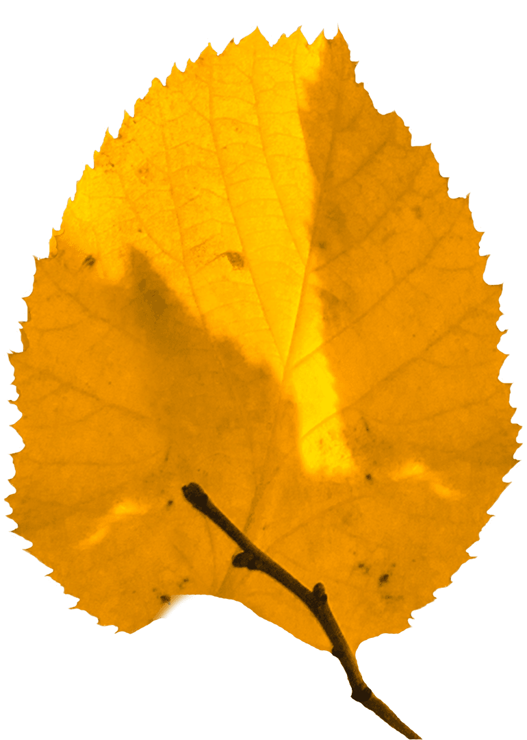 Digital PNG Illustration of Yellow Autumn Leaf on Transparent Background