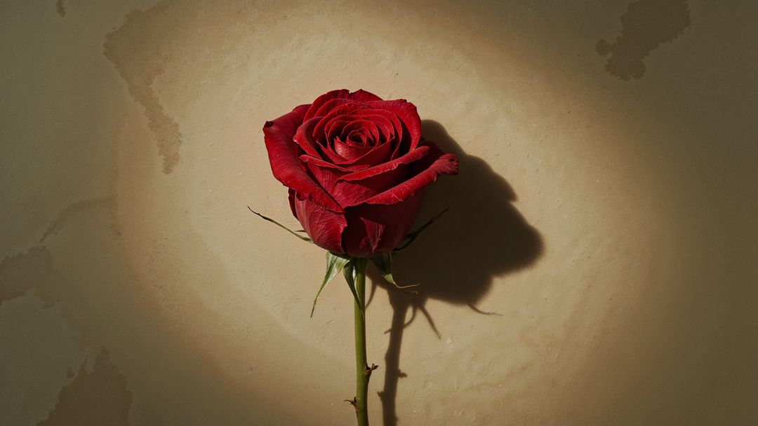 Single Red Rose Casting Romantic Shadow on Beige Wall