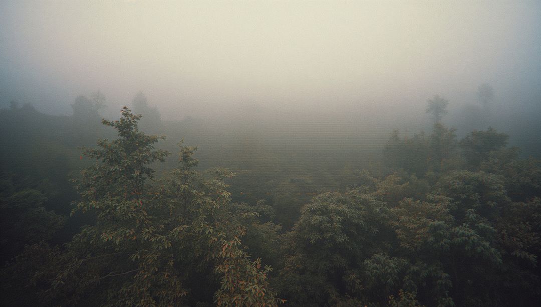 Misty Forest Canopy Shrouded in Dense Fog
