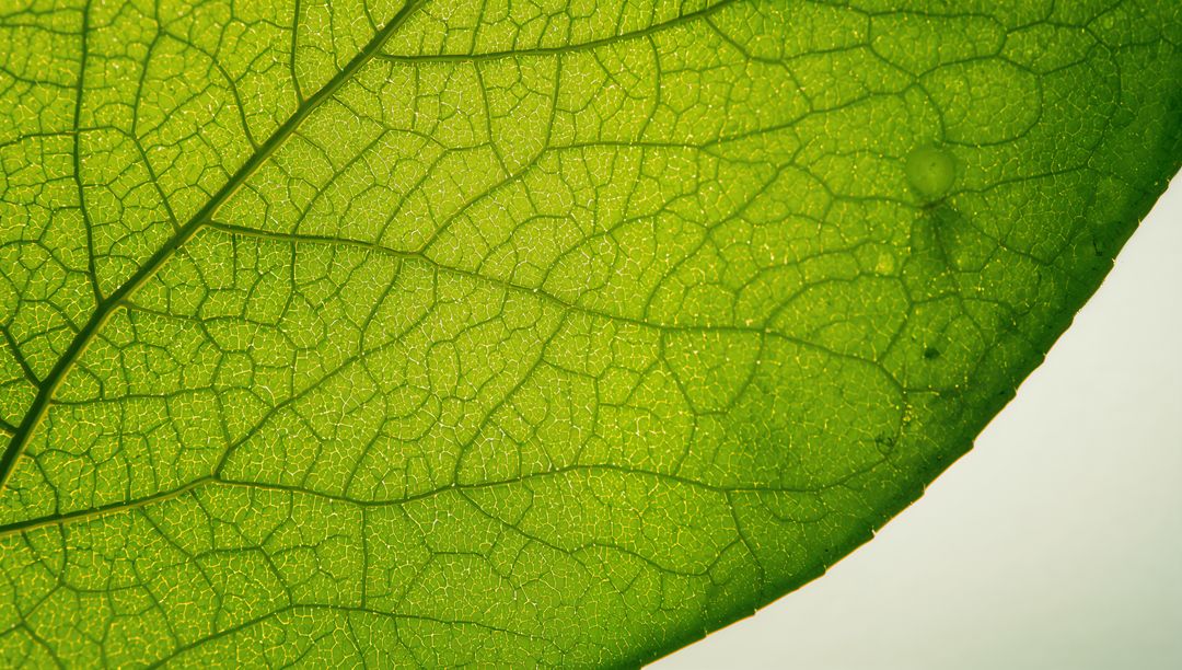 Backlit Green Leaf Macro Revealing Intricate Venation and Translucent Texture