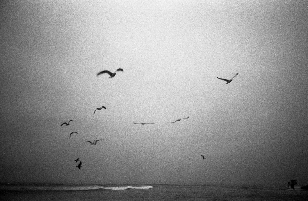 Grainy Black-and-White Seagulls Soaring Over Quiet Ocean Horizon Moody Minimal Atmosphere