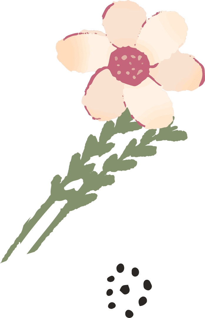 Botanical Wildflower with Pink Petals on Transparent Background