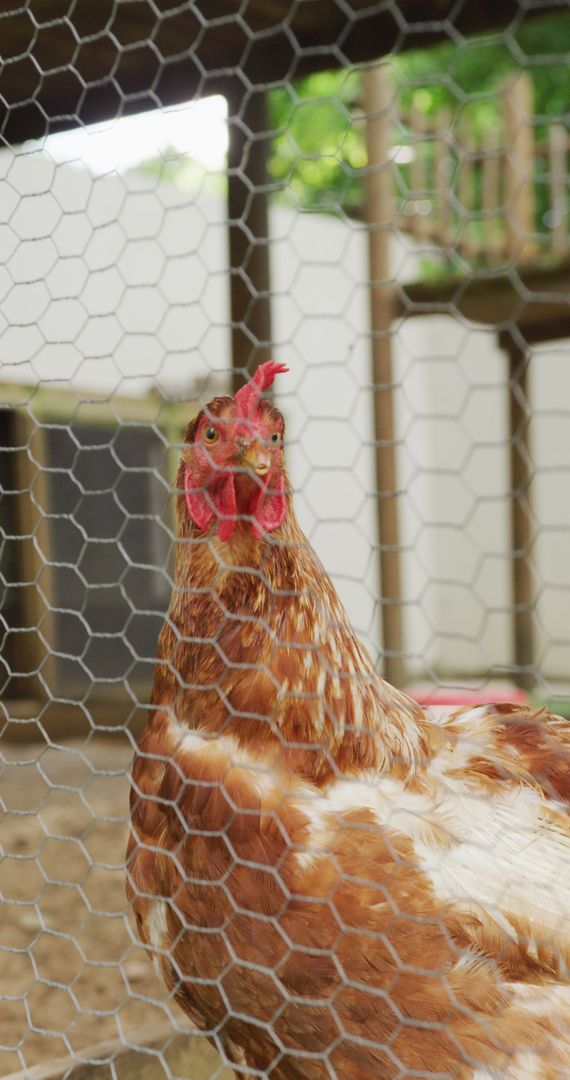 Brown Chicken Behind Mesh Refuge on Farm