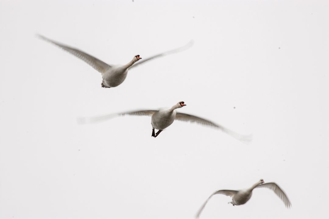 Three mute swans flying in overcast sky minimalist composition with negative space