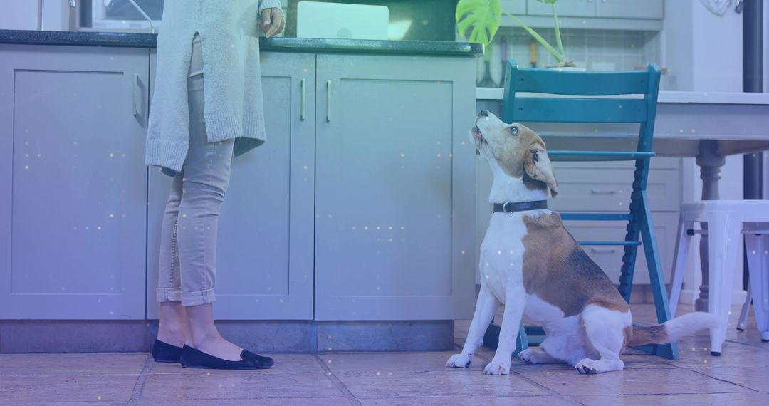 Woman Interacting with Beagle in Modern Kitchen