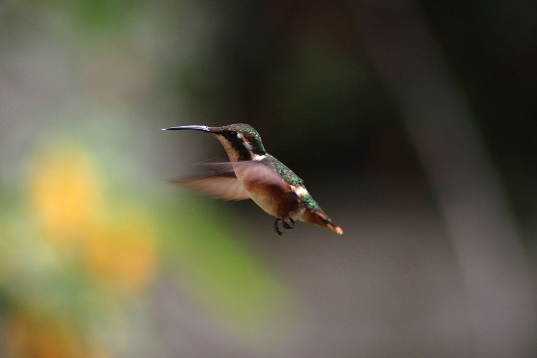 Hummingbird bird flying close up - Free Images, Stock Photos and Pictures on Pikwizard.com