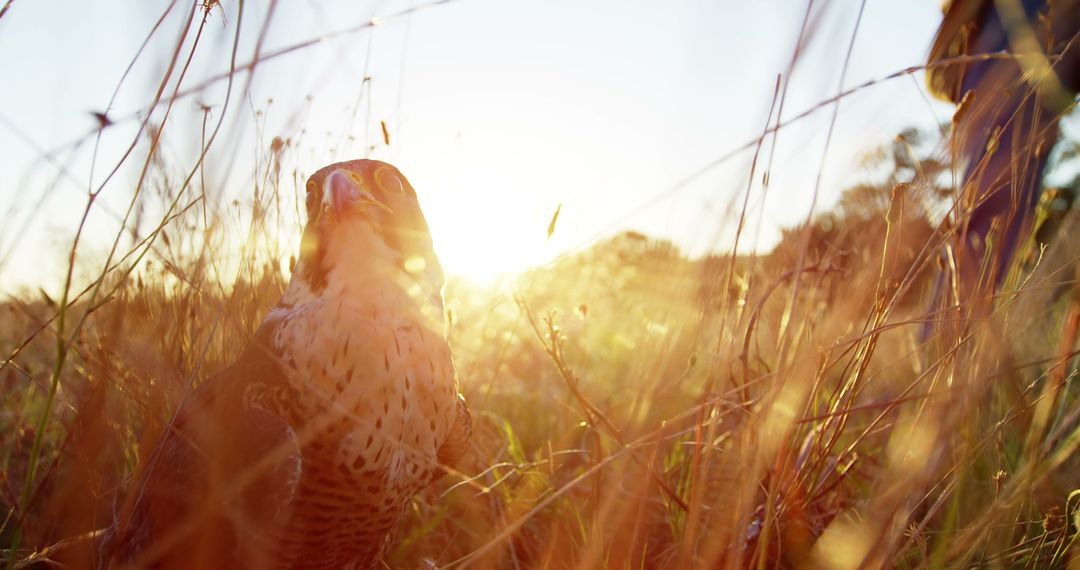 Falcon Sitting in Meadow with Sunset in Background - Free Images, Stock Photos and Pictures on Pikwizard.com