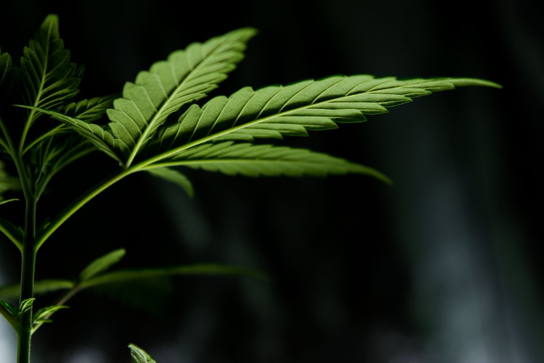 Close-Up of Green Cannabis Leaf on Dark Background - Free Images, Stock Photos and Pictures on Pikwizard.com