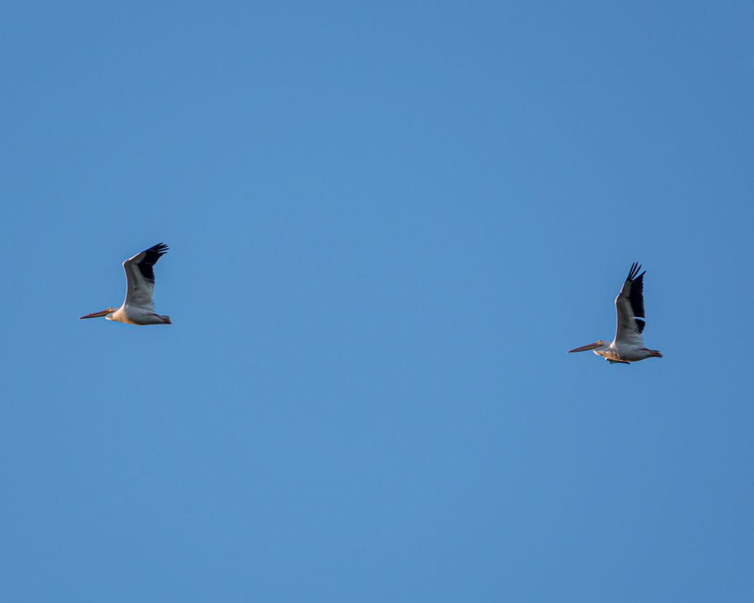 Two white pelicans soaring across clear blue sky