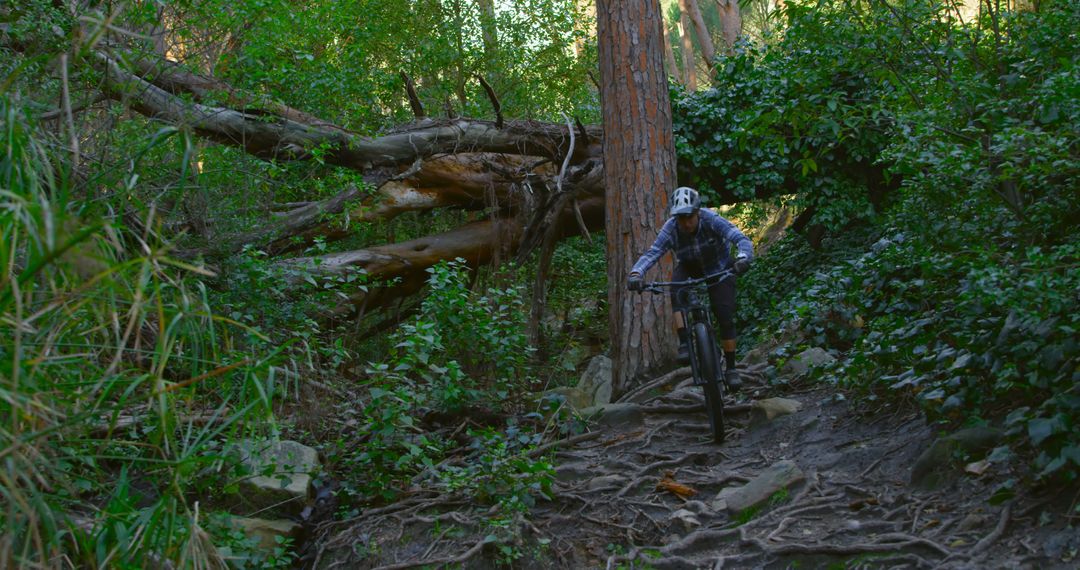 Mountain Biker Navigating Dense Forest Trail with Fallen Trees - Free Images, Stock Photos and Pictures on Pikwizard.com