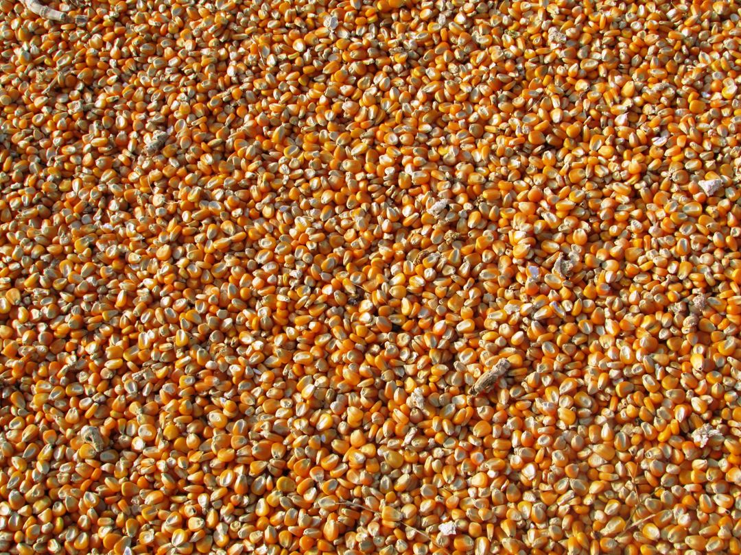 Abundance of orange corn kernels creating textured pattern - Free Images, Stock Photos and Pictures on Pikwizard.com