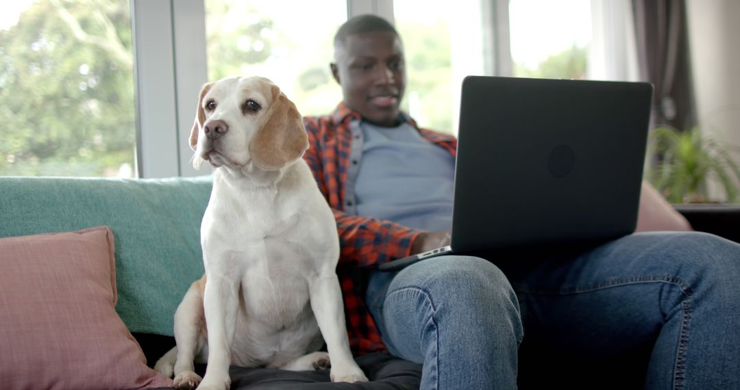 Man Working on Laptop with Beagle Sitting on Couch - Free Images, Stock Photos and Pictures on Pikwizard.com