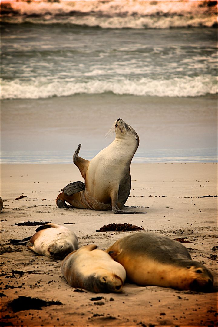 Sea Lion on Near Seashore during Daytime - Free Images, Stock Photos and Pictures on Pikwizard.com