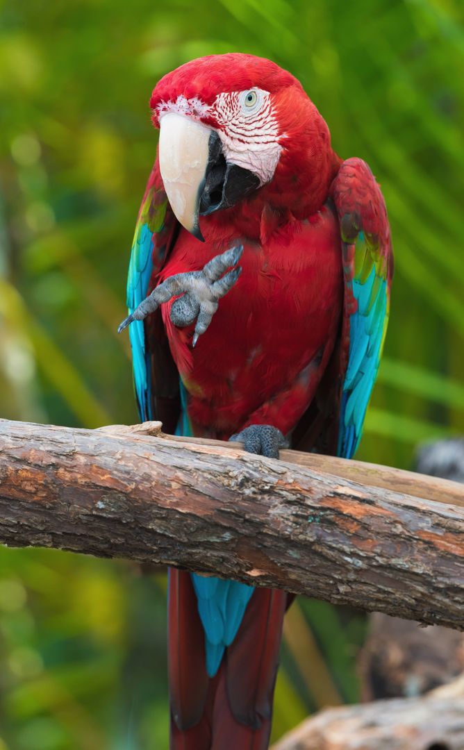 Vibrant Scarlet Macaw on Branch in Lush Jungle - Free Images, Stock Photos and Pictures on Pikwizard.com